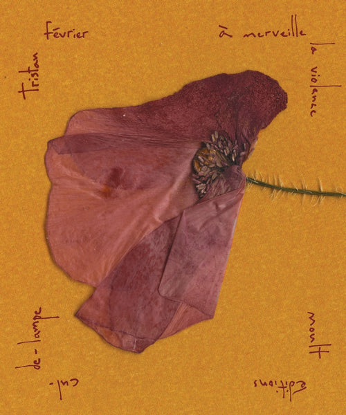 À MERVEILLE LA VIOLENCE de Tristan Février